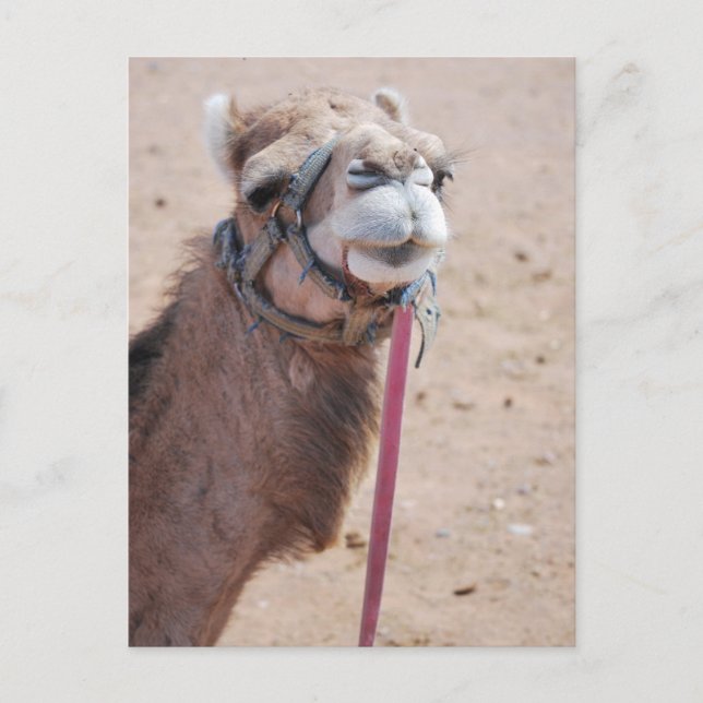 Camel Postkarte (Vorderseite)