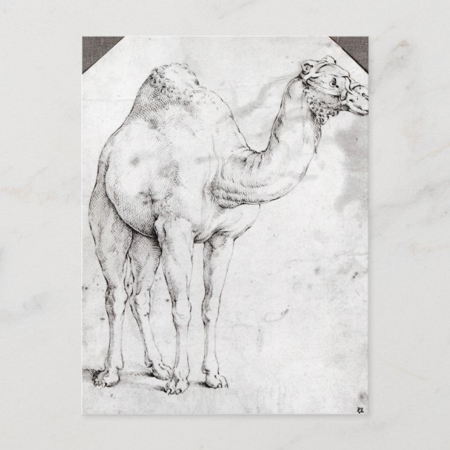 Camel Postkarte (Vorderseite)