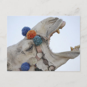 Camel Postkarte