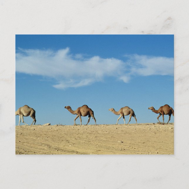 Camel Postkarte (Vorderseite)