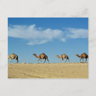 Camel Postkarte