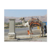 Camel