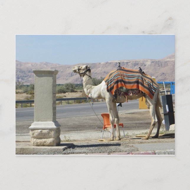 Camel Postkarte (Vorderseite)