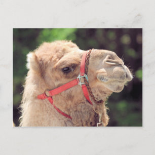 Camel Postkarte