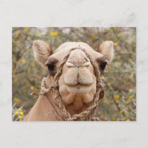 Camel Postkarte