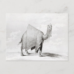 Camel Postkarte