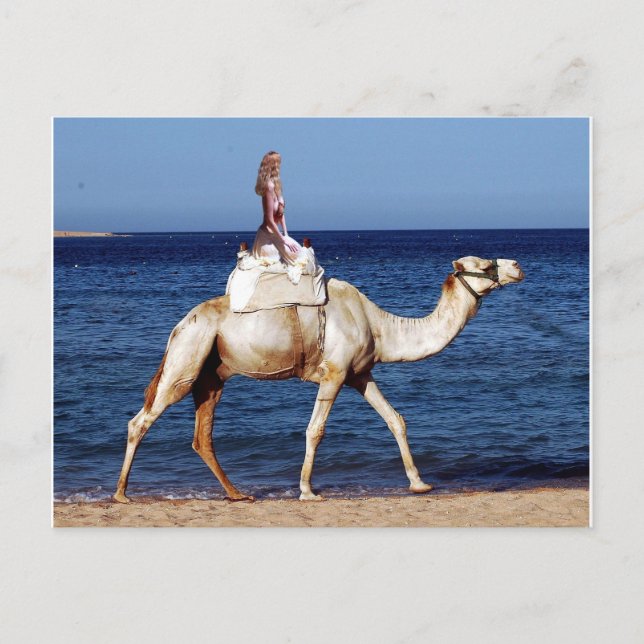 Camel Rider am Meer Postkarte (Vorderseite)