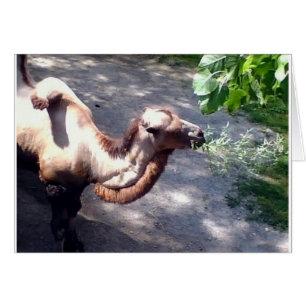 Camel Time! Zootiere