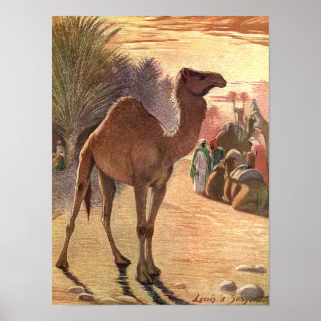 Camel von Louis Sargent, Vintage Wildtiere Poster (Vorne)