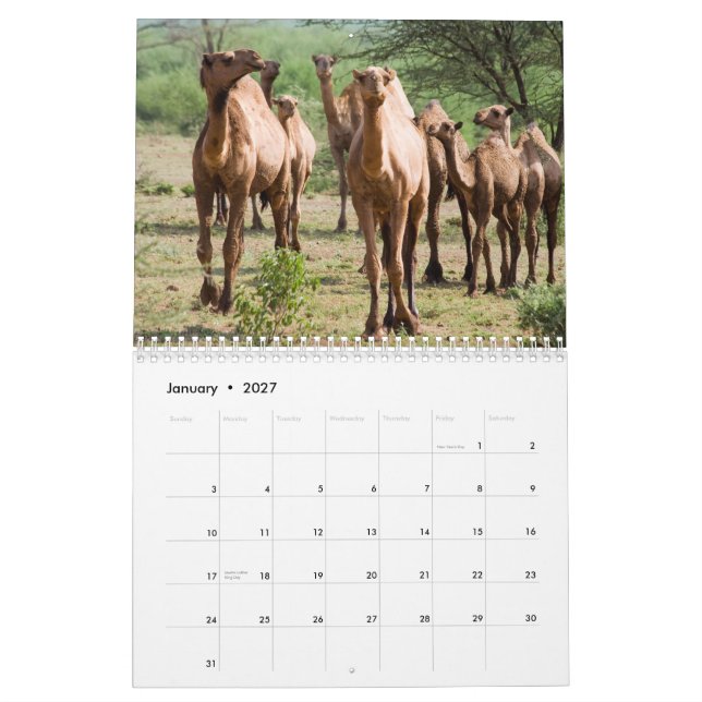 Camel Wall Calendar Kalender (Jan 2027)