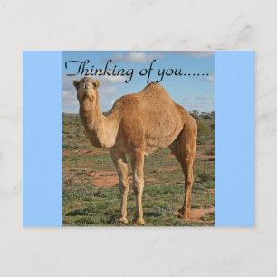Camel Wüste Destiny Zazzle Denken Sie an Sie Postkarte