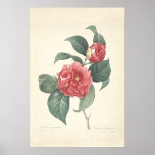 Camelia Canvas Print Poster