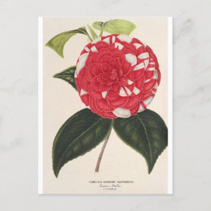 Camelia Giardino Santarel von Charles Lemaire Postkarte