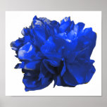 Camelia Pop Blue Poster<br><div class="desc">Farbenfrohe Kamelie Pop Kunst.</div>