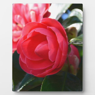 Camellia Blossom Fotoplatte