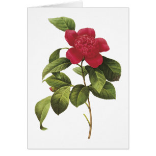 camellia(Camellia anemonefolia) von Redouté