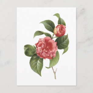 Camellia (Camellia japonica) von Redouté Postkarte