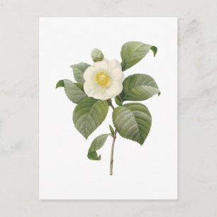 Camellia (Camellia japonica) von Redouté Postkarte