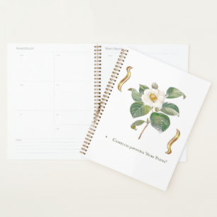 Camellia japonica 'Alba Plena' Planer