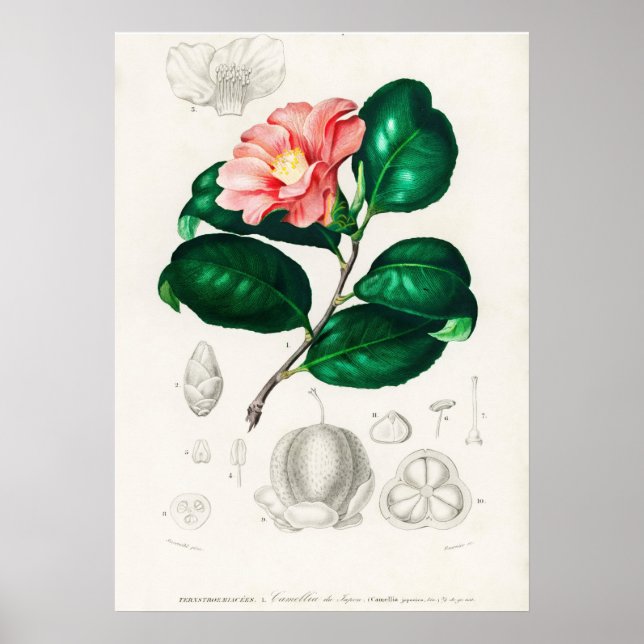 Camellia japonica (Camélia du Japon) Poster (Vorne)
