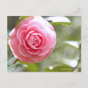 Camellia japonica f. otome [Postcard] Postkarte