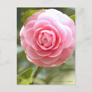 Camellia japonica f. otome [Postcard] Postkarte