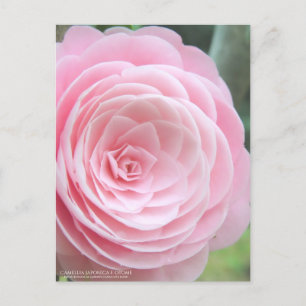 Camellia japonica f. otome:Postkarte Postkarte