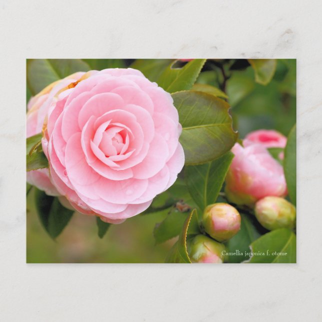 Camellia japonica f. otome [Postkarte] Postkarte (Vorderseite)