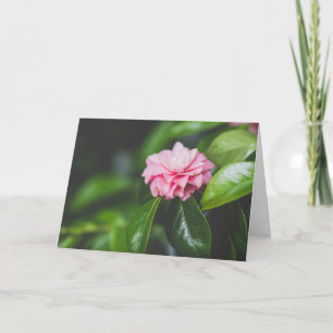 Camellia Japonica Karte