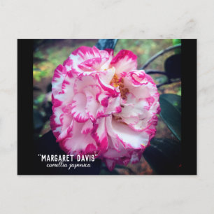 Camellia Japonica Pink Floral Postkarte