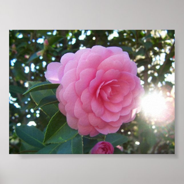 Camellia Japonica Poster (Vorne)