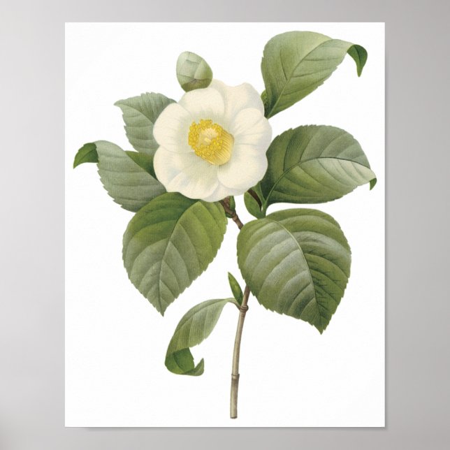 Camellia Japonica Poster (Vorne)