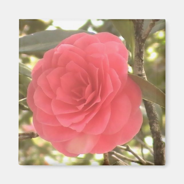 Camellia Magnet (Vorne)