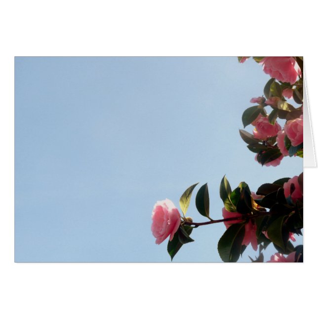 Camellia Pink Blume Blue Sky (Vorderseite (Horizontal))