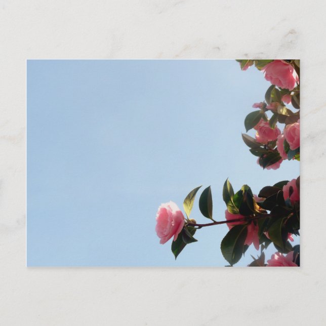 Camellia Pink Blume Blue Sky Postkarte (Vorderseite)