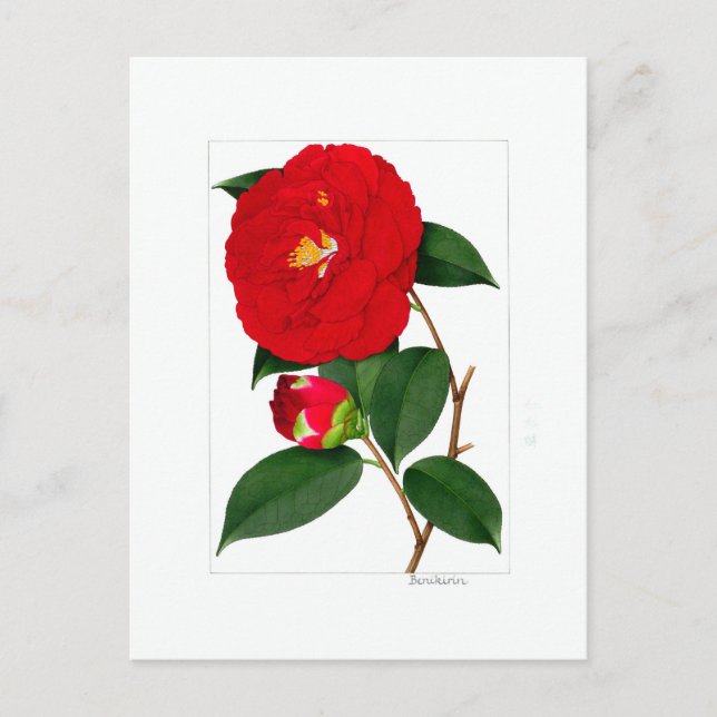 Camellia Plate: Benikirin Postkarte (Vorderseite)