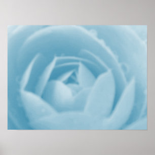 Camellia Poster