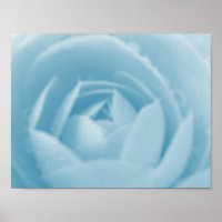 Camellia