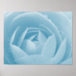 Camellia-Strudel-Druck Poster