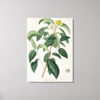 Camellia Thea von "Phytographie Medicale" von Jose