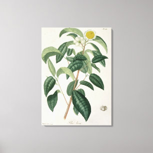 Camellia Thea von "Phytographie Medicale" von Jose Leinwanddruck
