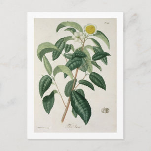 Camellia Thea von "Phytographie Medicale" von Jose Postkarte