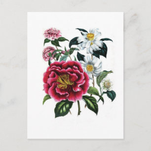 Camellias von Jane Loudon Postkarte