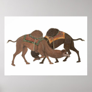 Camels Biting- Masti Poster