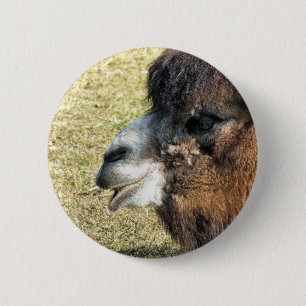 CAMELS BUTTON