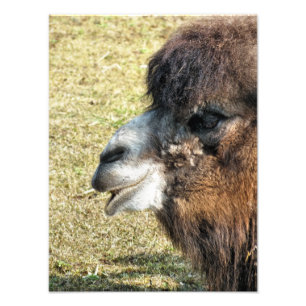 CAMELS FOTODRUCK
