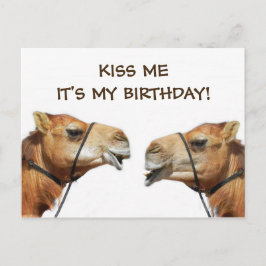Camels Kissing Funny Postcard Postkarte