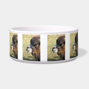 CAMELS NAPF