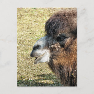 CAMELS POSTKARTE