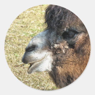 CAMELS RUNDER AUFKLEBER